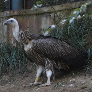 微信分享圖