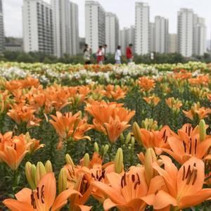 微信分享圖