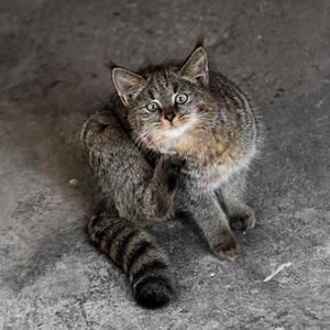 微信分享圖