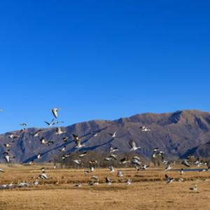 微信分享圖