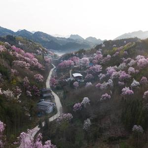 微信分享圖