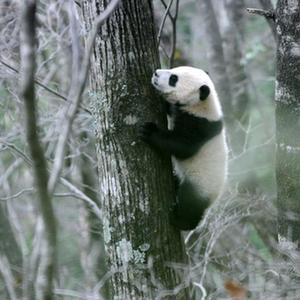 微信分享圖