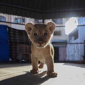 微信分享圖