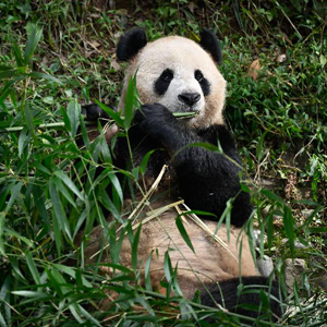微信分享圖