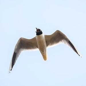 微信分享圖