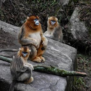 微信分享圖