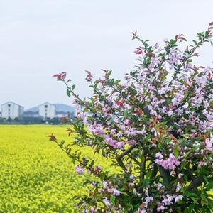 微信分享圖