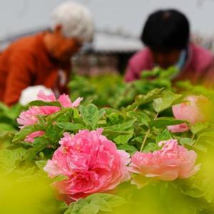微信分享圖