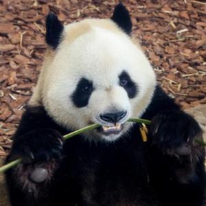 微信分享圖