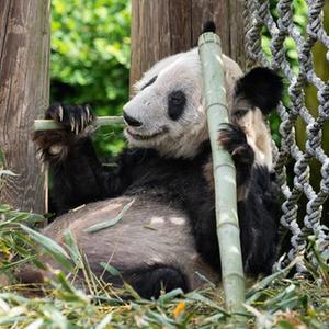 微信分享圖