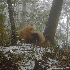 微信分享圖