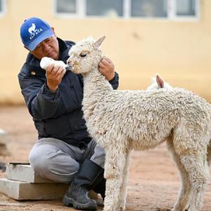 微信分享圖