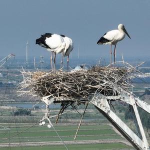 微信分享圖