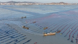 山東榮成：海洋牧場冬管忙