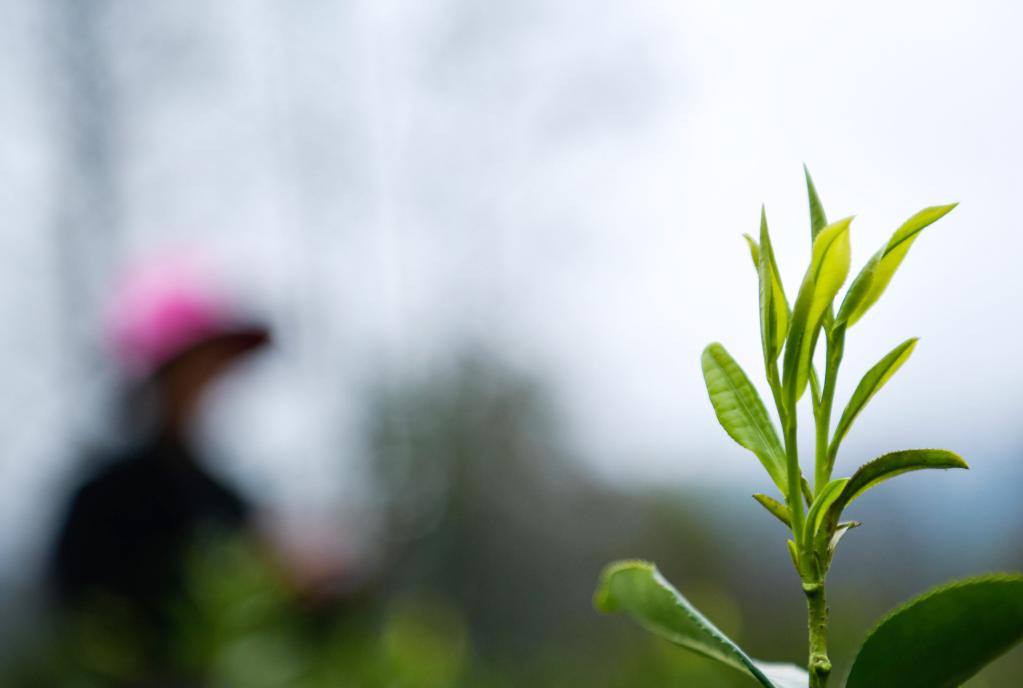 一片茶葉背后的鄉村振興之路