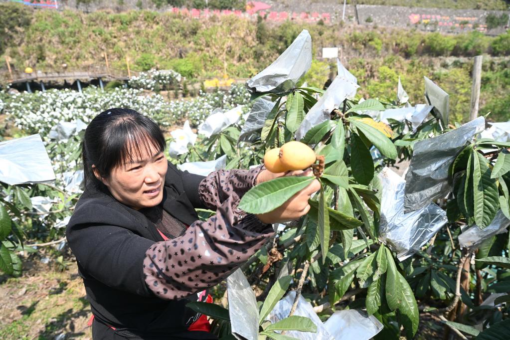 “枇杷姐姐”吳素華：把家鄉枇杷產業做大做強