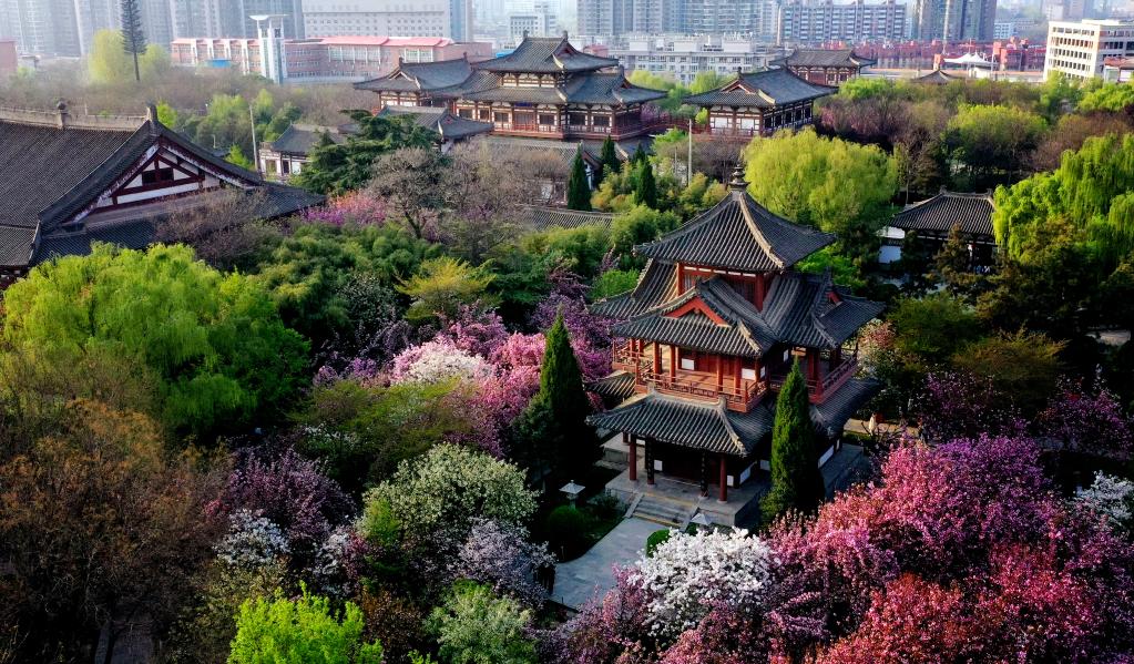 西安青龍寺遺址景區櫻花盛開