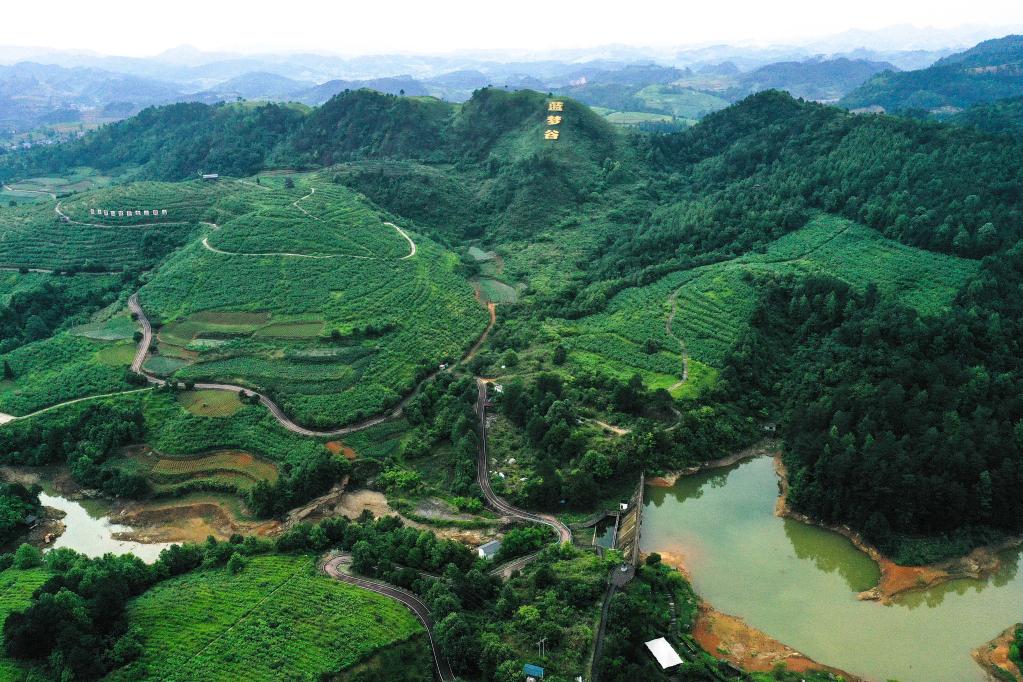 貴州麻江：藍莓小漿果 做成大產業