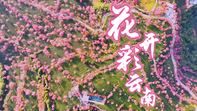 花開彩云南