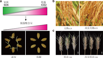 我國科學家找到調(diào)控水稻、小麥穗發(fā)芽的“開關(guān)”