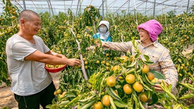 陜西大荔：科技助力農業豐產 黃河岸畔冬棗飄香