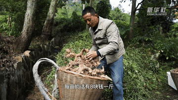 重慶石柱：山鄉特色多 產業開新路
