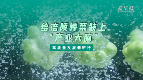 一顆青菜頭，緣何長出百億產業？