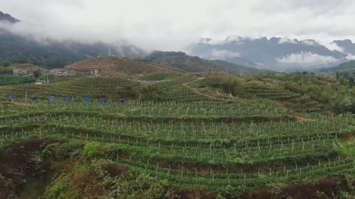 出新績：“生態循環”果園助力山地農業“多面開花”