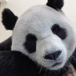 微信分享圖