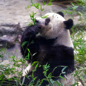 微信分享圖